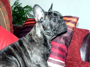 Easy Du mail des Oliviers 