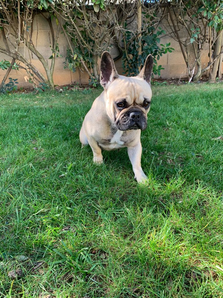 Olly Du Parc Des Cardonniers
