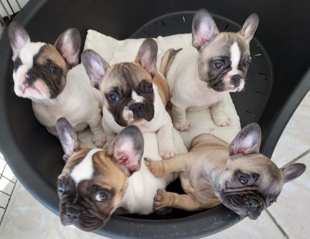Chiot Bouledogue français Du Parc Des Cardonniers