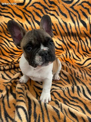 CHIOT 2