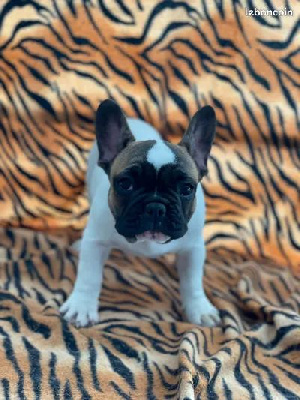 CHIOT 3